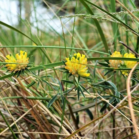 Teresa Apartament Krynica Morska