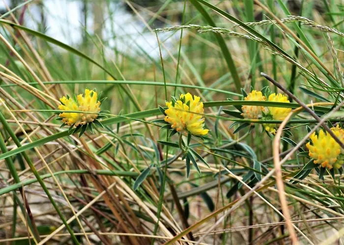 Teresa Apartmán Krynica Morska